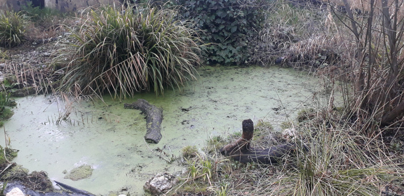 Charca para anfibios existente en el centro de educación ambiental "Naturaleza Viva", de GREFA.