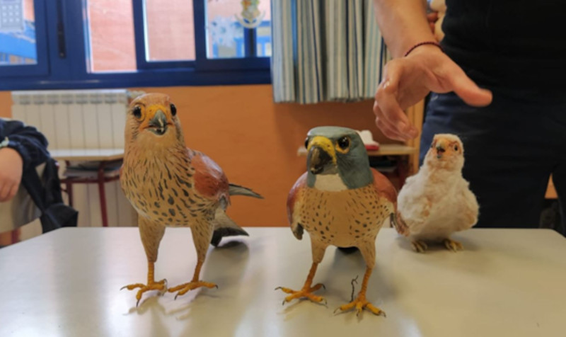 Maquetas de cernícalo primilla usadas en el juego realizado en las aulas por el equipo de Educación Ambiental de GREFA.