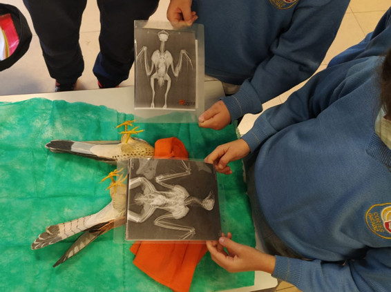 Durante la actividad, los escolares analizan radiografías para "descubrir" qué les puede pasar a los cernícalos primilla heridos.