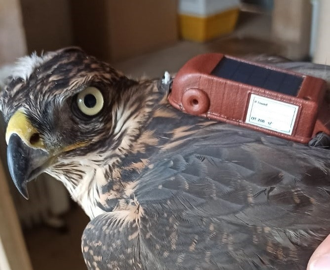 Joven hembra de azor rehabilitada en GREFA con el GPS recién colocado.