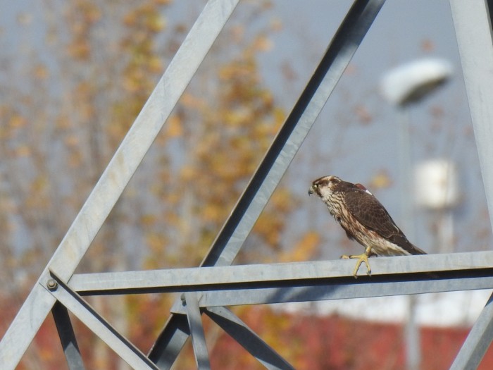 Halcón peregrino “Polis” marcado con un emisor GPS y localizado durante una jornada de seguimiento.