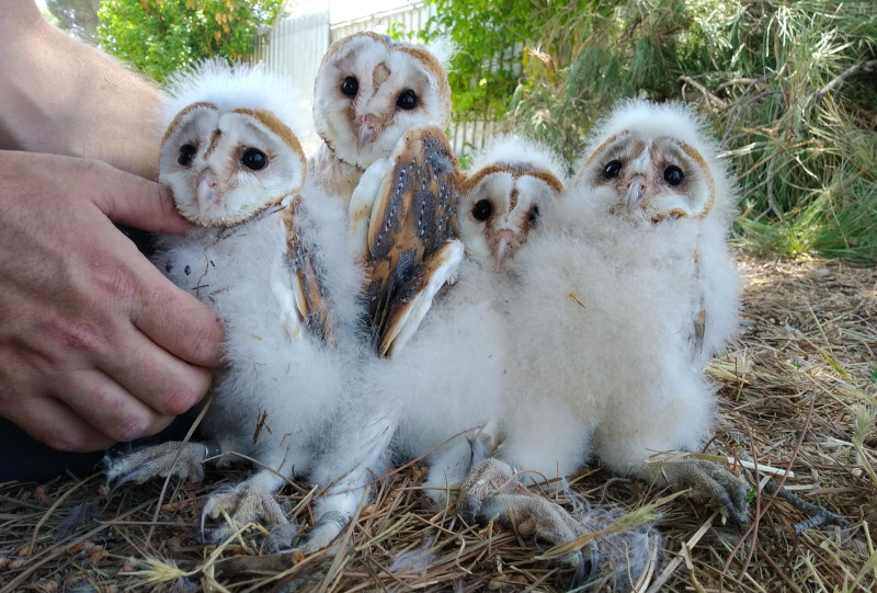 Pollos de lechuza común criados en cautividad por GREFA.