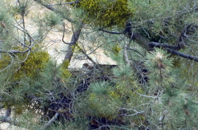 "Haza" en plena incubación. Esta hembra de águila de Bonelli se tumbó a incubar el pasado 18 de febrero.