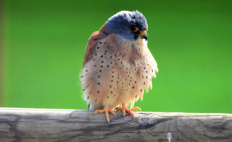 Este macho es uno de los primeros ejemplares de cernícalo primilla que ha colonizado el primillar de la finca "Tejadilla" (Écija, Sevilla) en la temporada de cría que ahora empieza. Foto: José María Ayala / GREFA Andalucía.