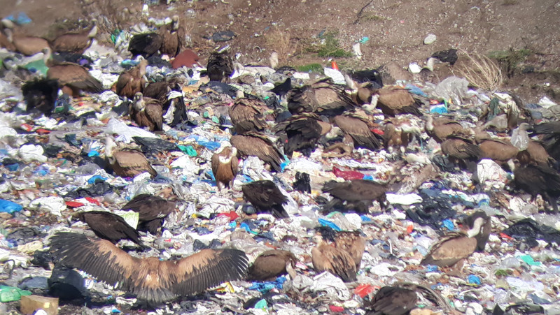 Esta foto de buitres negros y buitres leonados alimentándose en el vertedero CTR Ávila-Norte, en Urraca-Miguel (Avila), abre el artículo publicado en "Quercus".