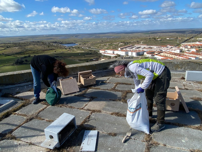 Dos voluntarias de GREFA limpian nidales de cernícalo primilla en el macrosilo de Trujillo.
