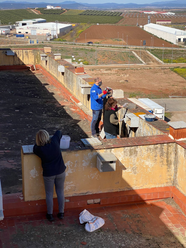 Cuadrilla de GREFA durante la reciente limpieza de los nidales del silo de Guareña (Badajoz).