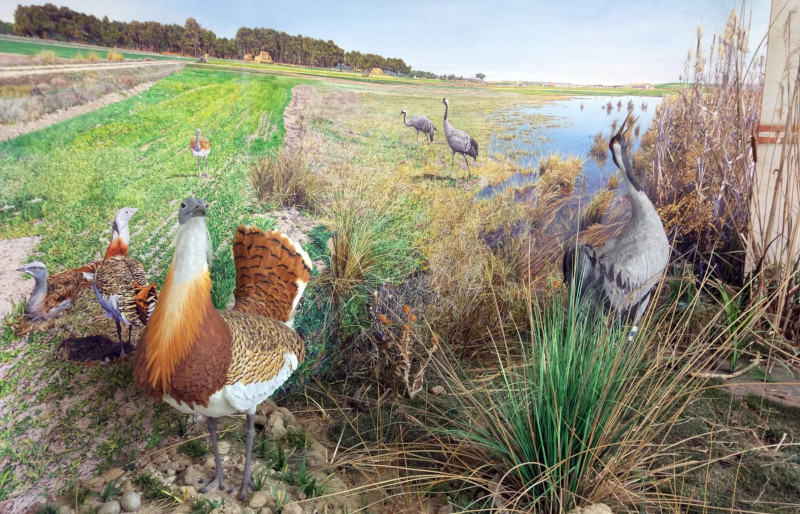 Espacio expositivo del Centro Lagunas de La Moraña dedicado a la avifauna que puede observarse en la zona.