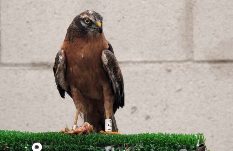 El aguilucho cenizo protagonista de esta noticia, mientras se recuperaba en las instalaciones de GREFA.