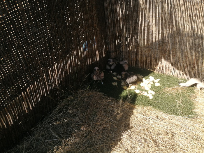 Detalle de los pollos de aguilucho cenizo en el "hacking" de cañizo de Pinto.