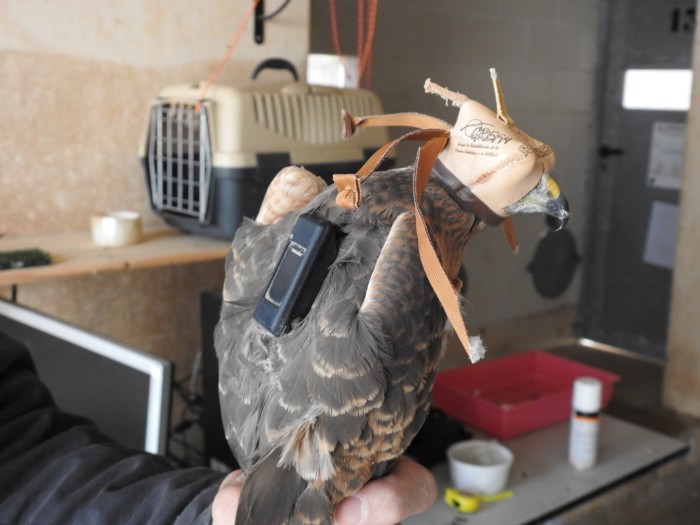 El aguilucho cenizo, instantes después de serle colocado un emisor GPS.