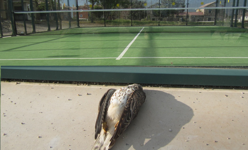 Cernícalo vulgar muerto tras impactar con el cristal de una pista de pádel en la provincia de Segovia.