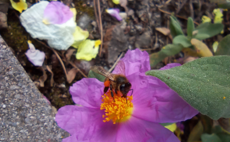 Una abeja en una flor de jara con sus patas ya cargadas de polen.