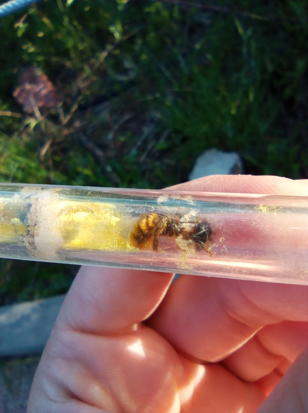 Tubos de los hoteles de insectos de GREFA donde las larvas de los polinizadores silvestres nacen y alcanzan la madurez.