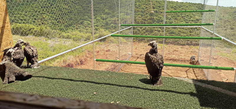 Águilas de Bonelli ya introducidas en el jaulón de aclimatación construido en la zona de la Sierra de Guara (Huesca) donde serán liberadas en las próximas semanas.