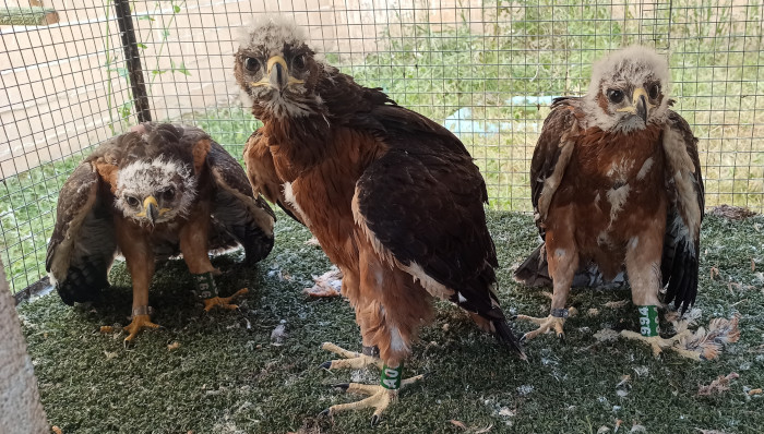Pollos de águila de Bonelli a punto de ser trasladados a la Sierra de Guara, cuando aún permanecían en las instalaciones de GREFA.
