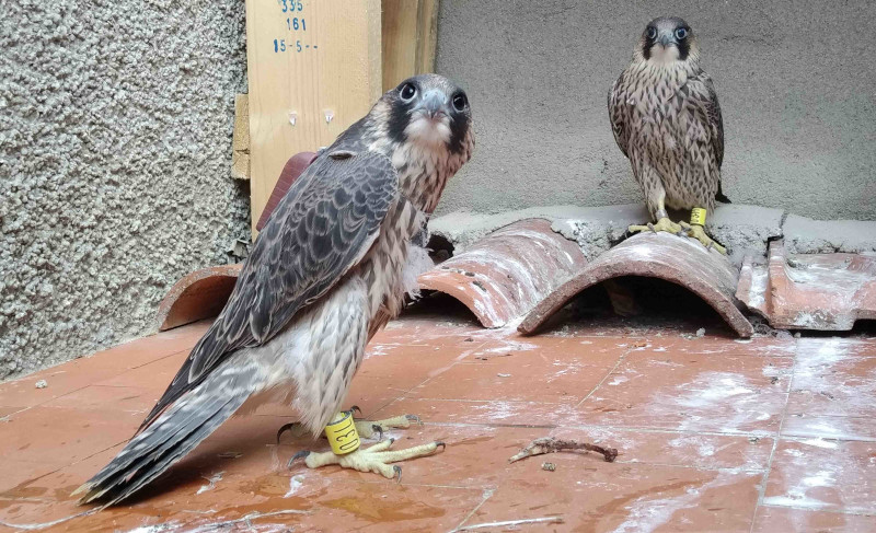 Los dos hermanos de halcón peregrino nacidos en GREFA en 2020 antes de su traslado al Parque Regional del Sureste para su liberación.