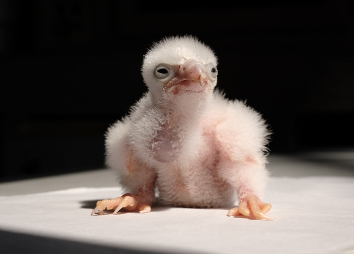 Pollo de halcón peregrino nacido en 2022 en las instalaciones de cría en cautividad de GREFA.