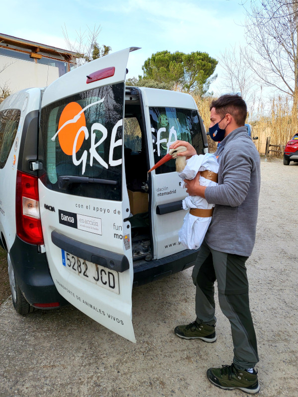 Un miembro del Equipo de Rescate de GREFA se dispone a trasladar a una cigüeña blanca herida por disparo al hospital de fauna de esta ONG.