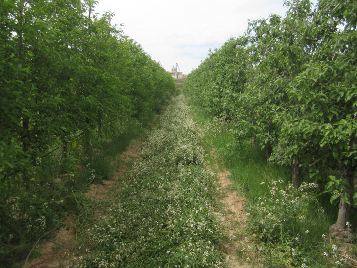 Este cultivo de manzanos con una siembra experimental de rúcula en las calles para favorecer la presencia de polinizadores y otra fauna auxiliar fue una de las explotaciones de agricultura ecológica que tuvimos la ocasión de visitar en Alfarràs.