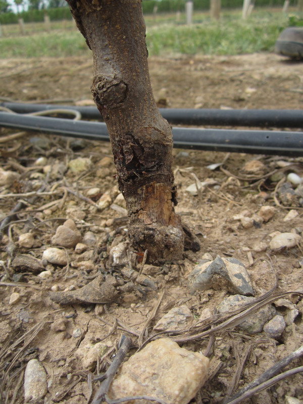 Detalle del tronco de un manzano joven roído por un topillo mediterráneo.