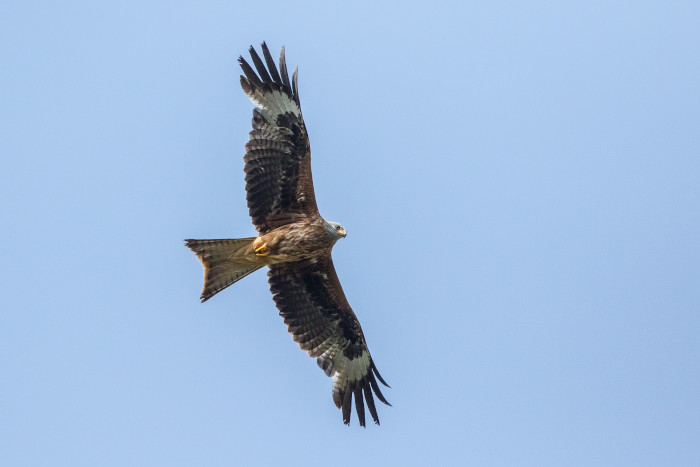 Uno de los milanos reales liberados en Cazorla sobrevuela los cielos del emblemático parque natural.