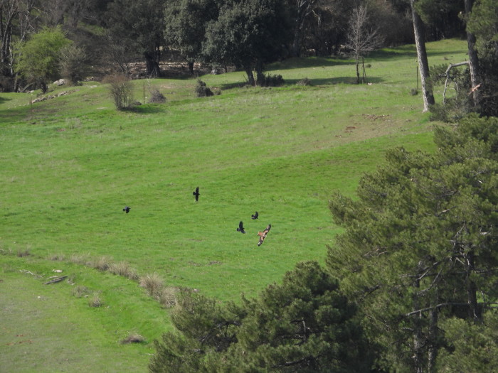 Varias cornejas persiguen a uno de los milanos reales liberados poco después de la suelta.