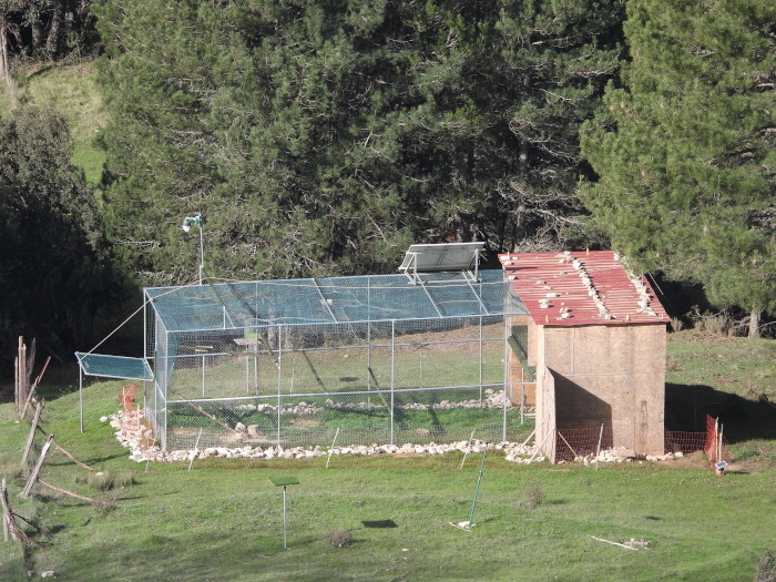 Vista de la "jaula-hacking" instalada en Cazorla para la aclimatación previa de los milanos reales reintroducidos.