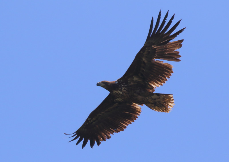 El pigargo europeo "Pechón" en vuelo cerca de la zona de reintroducción en Asturias. Foto: Ilja Alexander Schroeder / Proyecto Pigargo.