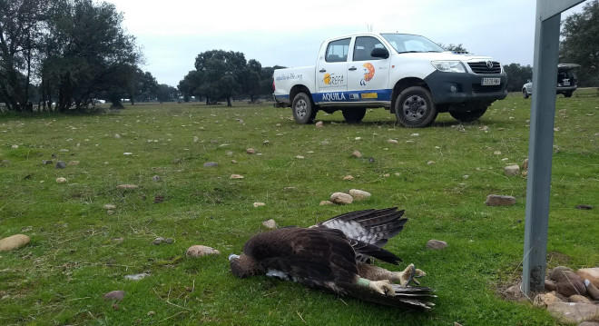 Águila de Bonelli con emisor GPS y seguida por AQUILA a-LIFE yace electrocutada al pie de un apoyo de un tendido eléctrico.