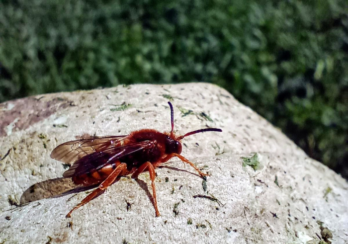 Las abejas cuco, como este ejemplar de la especie Nomada agrestris, forman parte de esa fauna auxiliar tan útil para el agricultor por su función de control biológico.