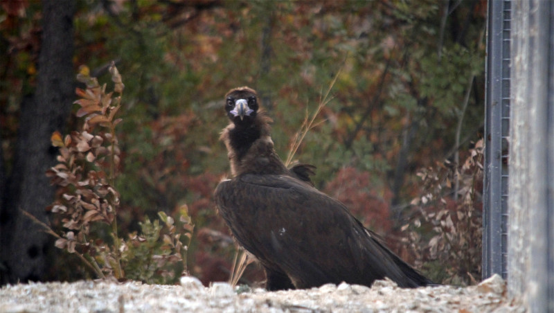 Primer buitre negro en abandonar la jaula, ya libre, en la zona de liberación de los Montes Ródopes (Bulgaria).