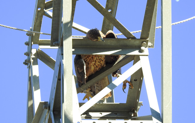 Un águila de Bonelli electrocutada yace en el apoyo de un tendido.