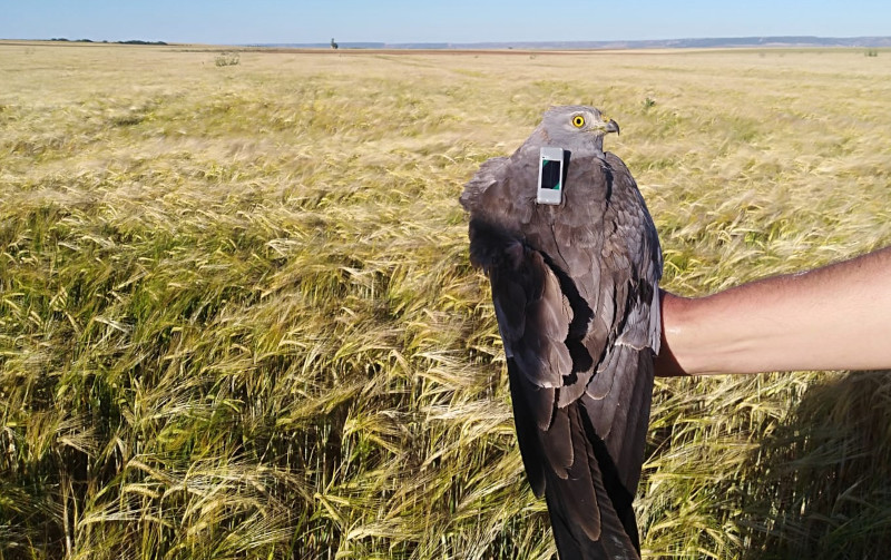 “Galán” el día de su marcaje con GPS por GREFA en el año 2019. 