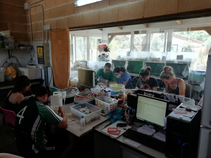 Voluntarios de GREFA se afanan por cebar a los pollos "huérfanos" de diferentes especies de aves en la nursería de GREFA.