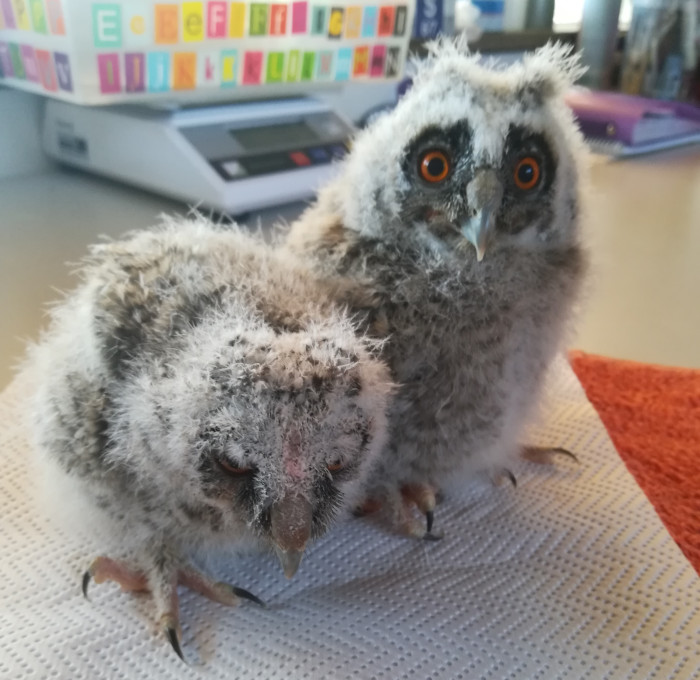 Pareja de búhos chicos que ingresaron en nuestras instalaciones cuando estaban recién salidos del huevo.