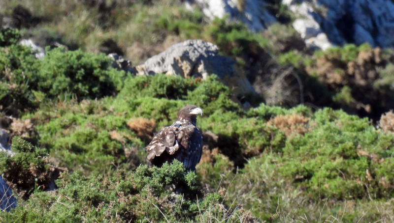 "Chicoriana" descansa en una zona de matorral en el entorno de la zona de liberación del Proyecto Pigargo en el Oriente de Asturias.