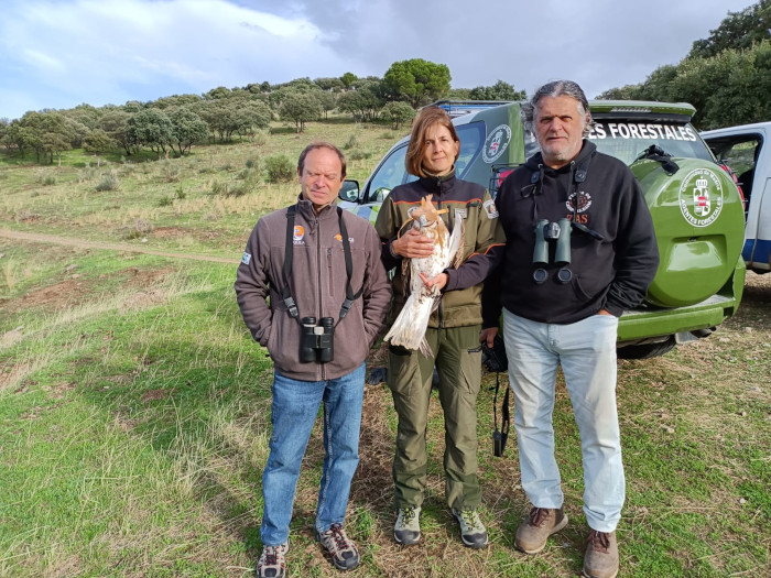 Una Agente Forestal de la Comunidad de Madrid, con miembros de GREFA, instantes antes de la liberación del águila culebrera "Diez".
