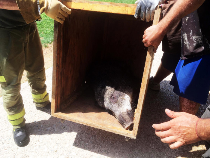 Jabalí rescatado por GREFA, ya sedado e introducido en un cajón de madera para su posterior liberación al medio natural.