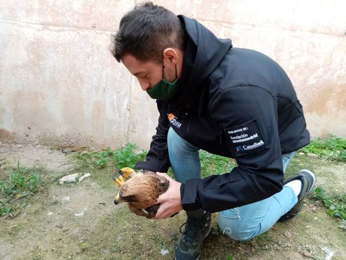 Un miembro del Equipo de Rescate de GREFA durante el manejo de un águila calzada.