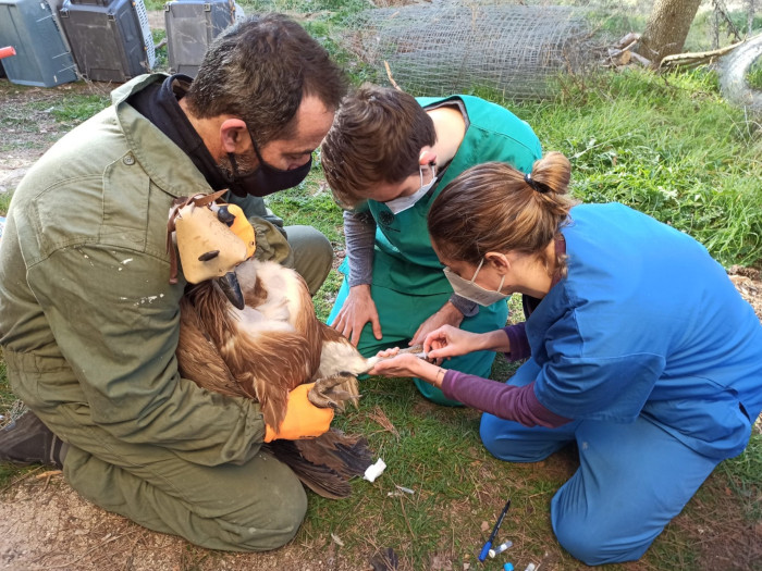 Una veterinaria extrae una muestra de sangre de un buitre leonado tras su ingreso en el hospital de fauna de GREFA.