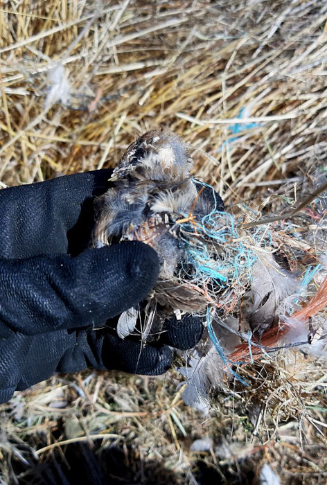 Volantón de gorrión molinero muerto al enredado en hilo plástico de empacar.