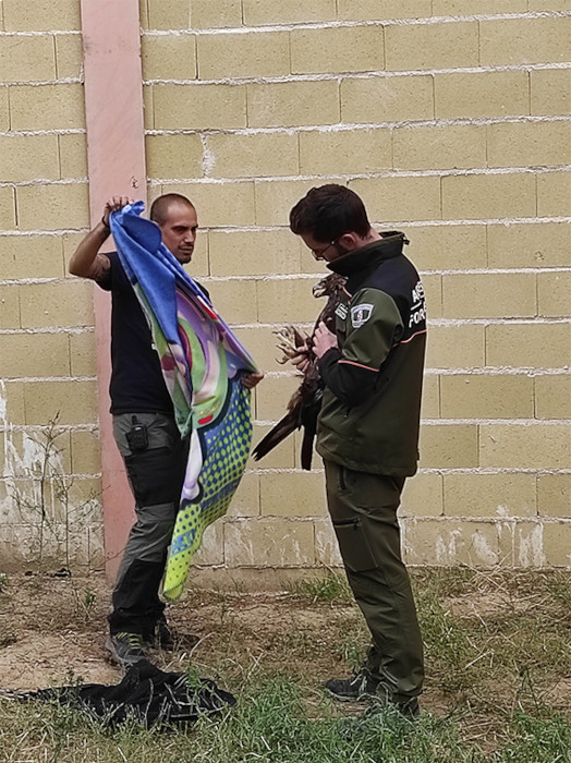 Un miembro del Equipo de Rescate enseña a manejar un águila real a un Agente Forestal de la Comunidad de Madrid.