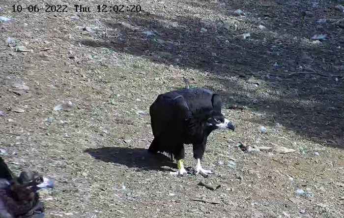 "Furgo" durante su estancia de hoy en el PAE de Huerta de Arriba.