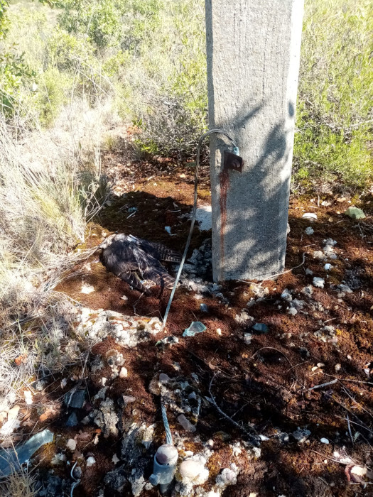 Halcón marcado por GREFA hallado bajo un tendido tras electrocutarse.