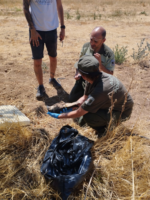 Agentes Forestales de la Comunidad de Madrid levantan el cadáver de uno de los halcones peregrinos electrocutados.