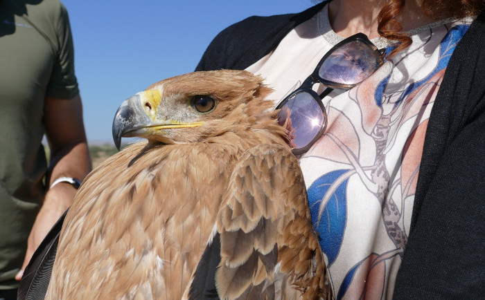 El águila imperial “Sol” justo antes de ser liberada.