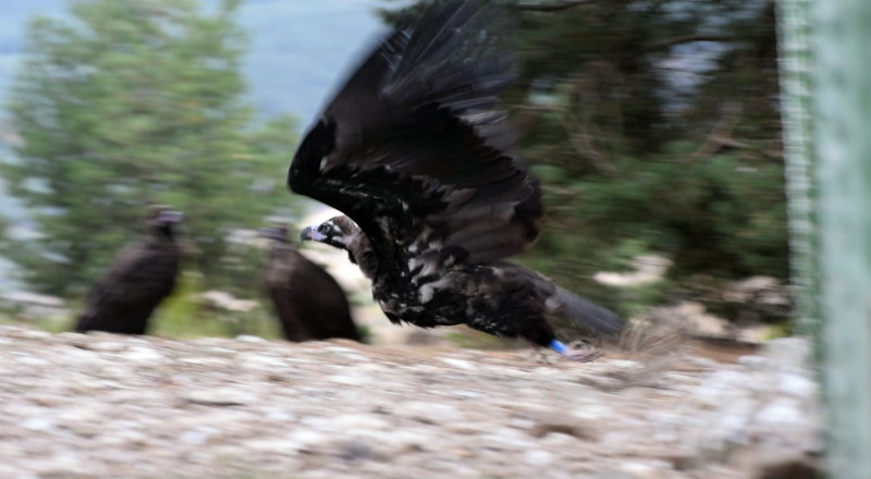 Momento de la salida del jaulón de aclimatación de "Fauna", uno de los 19 buitres negros liberados en la Sierra de la Demanda el pasado 10 de octubre.