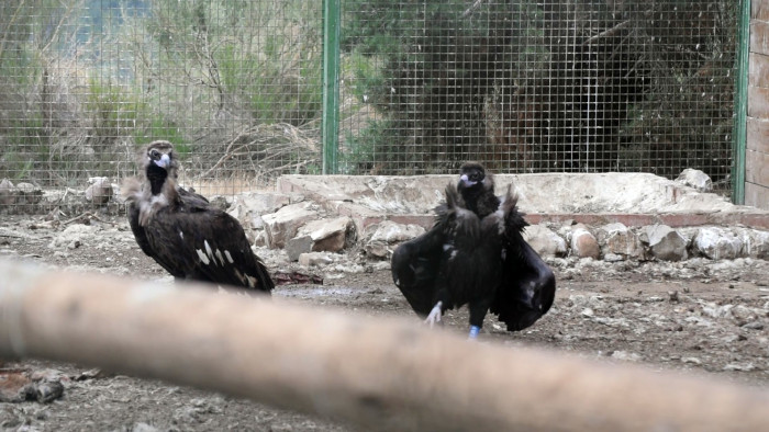 "Flecha", uno de los buitres negros recientemente liberados, marca territorio cuando aún permanecía en el jaulón de aclimatación, para tratar de expulsar a "Eco", un ejemplar reintroducido el año pasado que entró en el recinto de pre-suelta aprovechando la apertura de esta instalación el día de la liberación.