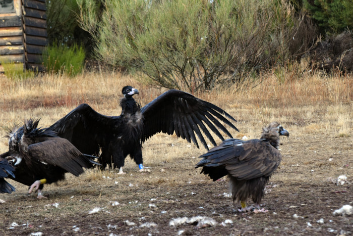 "Firulais" (con las alas abiertas), buitre negro rescatado del nido y liberado en 2022, tras abandonar el jaulón de aclimatación, en compañía de su madre ("Bruma") y de otros buitres negros.